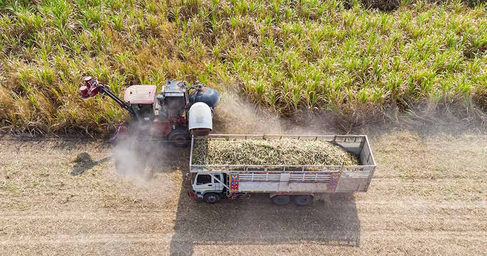 truck harvesting bagasse to make sustainable takeout packaging