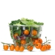 48 oz Compostable Clear Plastic Salad Bowl - Made from PLA